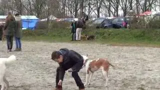 Zwerfdierenfestival 2015 (World Stray Animals Day in the Netherlands)