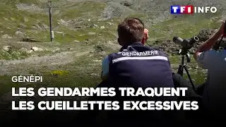 G&eacute;n&eacute;pi : les gendarmes traquent les cueillettes excessives