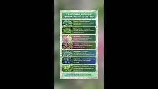 7 растений для тенистого сада
