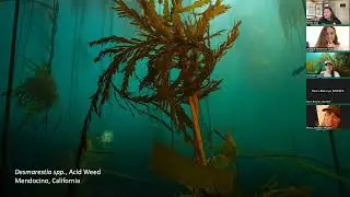 Send Kelp: Research techniques for northern California kelp restoration | Abbey Dias