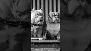 Щенки американского Булли Руна❌Балу. Тип микро. Ватсап 89955969901 #puppy #cute #dog #americanbully