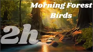 Morning Forest Birds (2H) &ndash; Peaceful Nature Wake-Up