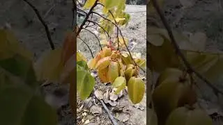 My First STAR FRUIT At Farm #nature #farming #fruit # fyp#followme for more video