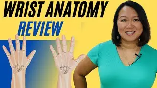 Wrist Anatomy Review | What to Consider With Ligament Injuries for Occupational Therapists