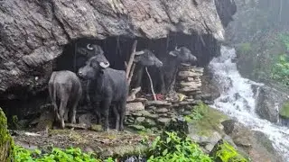 Naturally Beautiful Rural Life During The Rain || Most Peaceful And Relaxation Mountain Village|kush