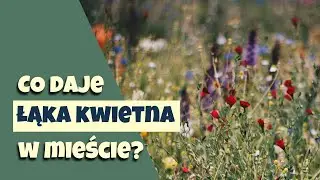 Po co ŁĄKA KWIETNA w mieście?