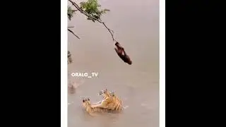 Sly monkey vs tigers - sly monkey tricked the tigers #monkey