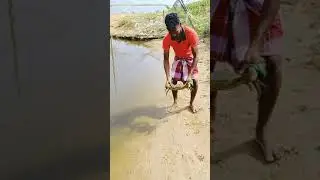 Crab farming