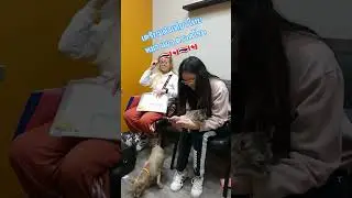 Going to Thailand 🇹🇭 Dogs and cats undergo medical examination before traveling to Thailand ไปไทยกัน