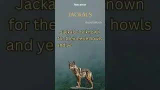 Jackal Fact 21 - What sounds do jackals make?