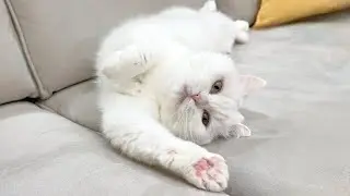 ポムさんってたぶん猫じゃないよね