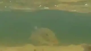 Обед щуки.