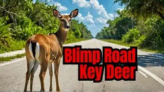 Endangered Florida Key Deer Spotted