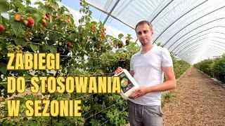 Kilka porad na problemy związane ze zmęczeniem gleby w uprawie malin