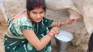 Full milking process by two hand ✋ Indian village girl sadi se Pahele mai aisi thi cow #trending 