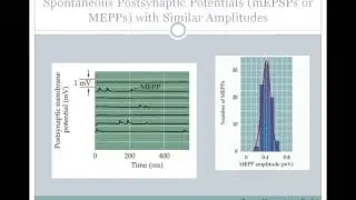 SJSU Neurophysiology - Lecture 7 - Synaptic Integration