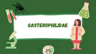 GASTEROPHILIDAE