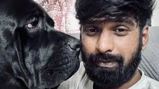 Best dog food brand? Bahu The Italian Mastiff|Cane Corso|Caucasian Sheperd |Alabai