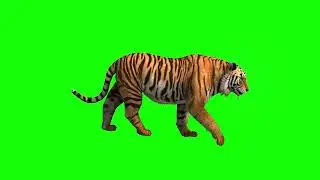 Tiger green screen free download। no copyright। Animal green screen video। tiger green screen