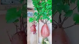 Sweet potato can be grown in glass jars and decorated with water