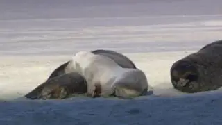 hola pc