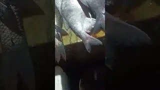 BRAHAMAPUTRA RIVER KOCH FISH😍😘|| CUTTING SKILL ||