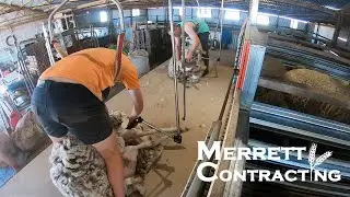 Ram Removal + Northern Shearing Shed Christening