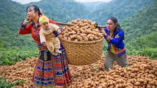 Harvesting Ginger Roots and Taking Them to the Market to Sell - Gardening | SURVIVAL ALONE
