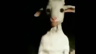 Asriel in real life