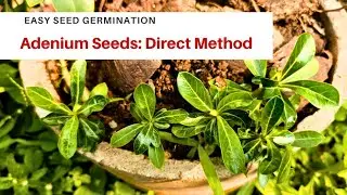 Adenium Seed to Seedling | Easiest Direct Planting Technique for Beginners&rdquo;