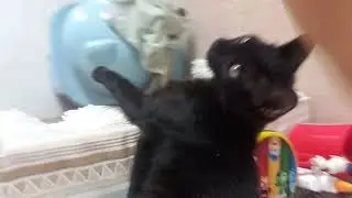 A gata miando pra poxa