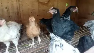 REVIEW AYAM BP3 USIA 4 MINGGU
