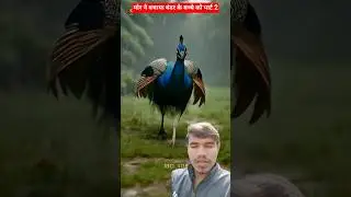 Peacock saved the baby monkey, 😱❣️🔥👍#cartoonstory #hindicartoonstory #ytshorts #trending