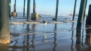 Enjoy Relaxing Coastal Music Under a Gulf Coast Pier