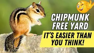 Chipmunks Destroying Your Yard? Do THIS to Make Them Leave!