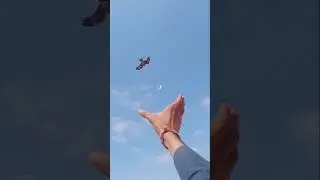 The falcon attack pigeon par the peregrine falcon #pigeon #bird #birdslover #shorts #youtubeshorts