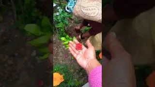 How to grow zinnia flowers plants My home garden #garden #trending song #youtubeshorts