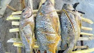 HandlineFishing For Big Fat Tilapias | Catch Clean N