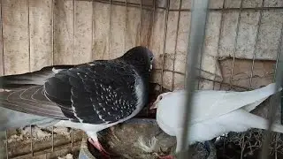 杨阿腾古铜眼配纯白珍珠眼，它们会出什么样的鸽子有没有鸽友试过 #杨阿腾古铜眼 #纯白信鸽 #沙漠珍珠眼