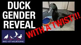 Duck Gender Reveal - with a TWIST at the end!!!!