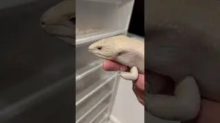 White lizard #tiliquafreaks #lizard #lizardlover #reptile