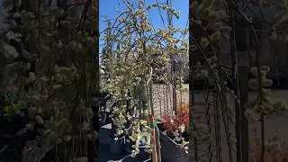 Discover the beauty of Weeping Pussy Willows - plus, we simply can&rsquo;t resist the fuzzy catkins!