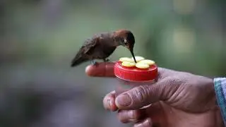 santuario de colibr&iacute;es  Ensifera Ensifera