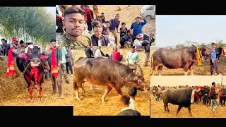 Puspanjoli Deka Mohr VS Khikuram deka .               buffalo fight