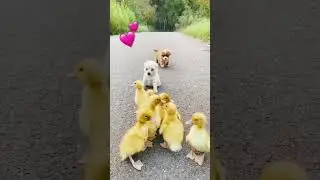 Cute⭐️Puppy,Chicks, Red Panda, Adorable Animals⭐️#cute#redpanda#animals#cutedog#fancy#nice#shorts