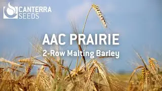 AAC Prairie - 2-Row Malting Barley in Northeast Saskatchewan
