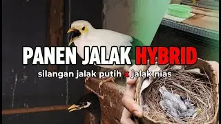 SAKING AJAIBNYA AVIARY KECIL INI, BAHKAN BURUNG JALAK HYBRID BISA BERANAK PINAK BARENG BURUNG LAIN