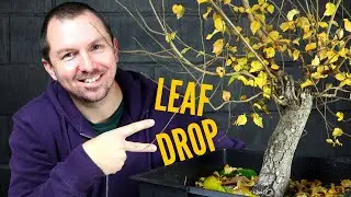Deciduous Bonsai Autumn Pruning: English Elm Pre-Bonsai