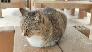 2025.11.28 猫巡り タイムラプスcat ビビちゃん
