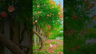 viral dog attack on butterfly#viral#shorts#explore#trading#dog#butterfly#fly#natural#good#india